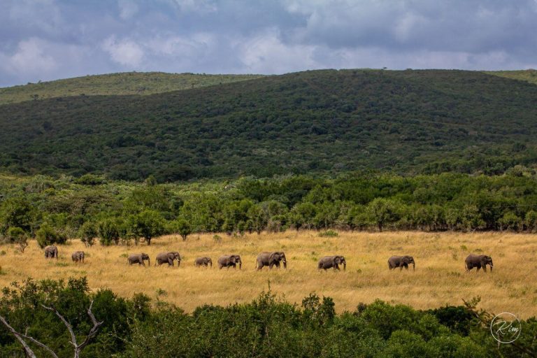 Thula Thula Private Game Reserve